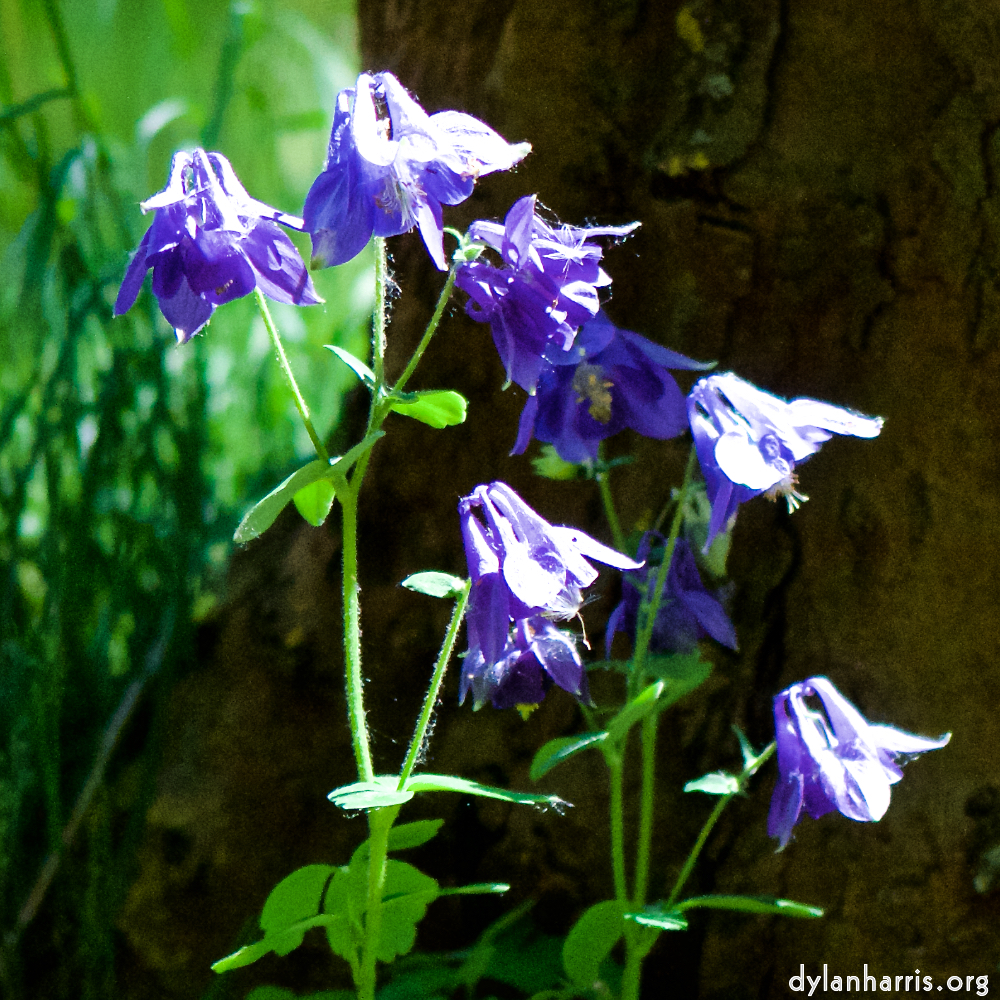 image: This is ‘
escher blummen (xcii) 2
’.