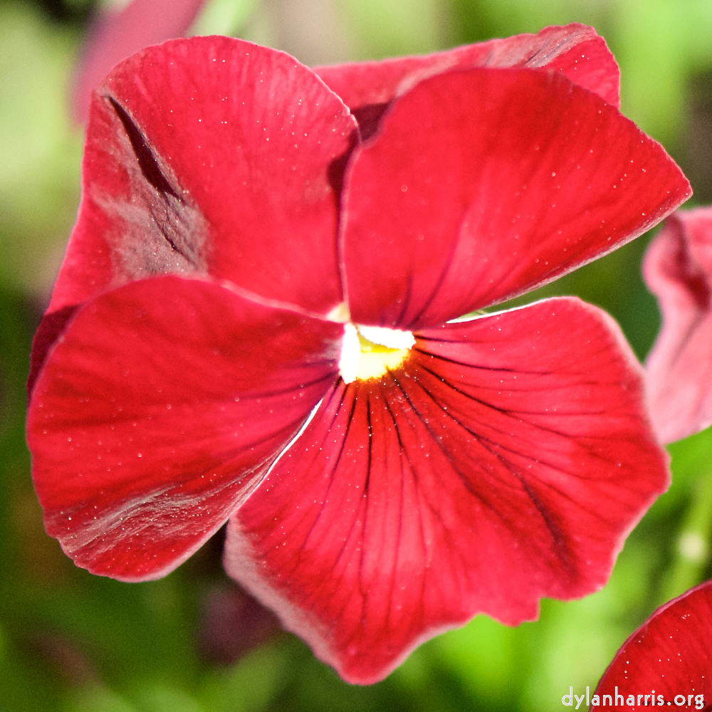 image: This is ‘
escher blummen (xcii) 3
’.