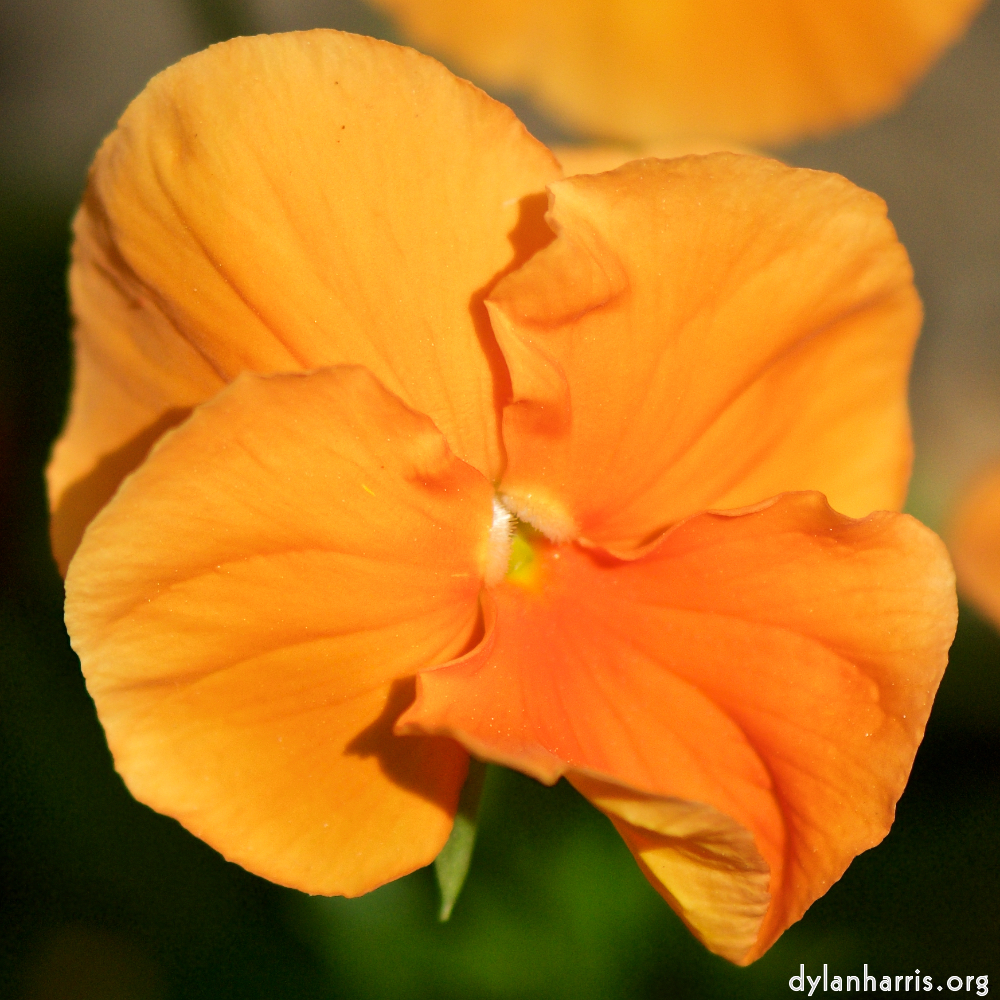 Image: Image 'escher blummen (xcii) 6'.