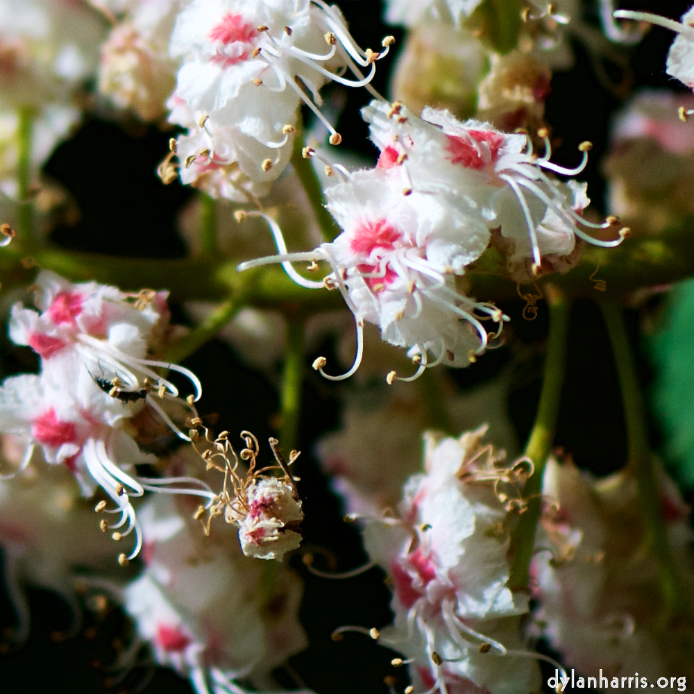 image: This is ‘
escher blummen (xcii) 8
’.