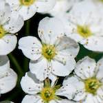 Image: Fourth image from the photoset 'escher blummen (xcii)'.