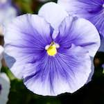 Image: Seventh image from the photoset 'escher blummen (xcii)'.