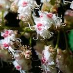 Image: Eighth image from the photoset 'escher blummen (xcii)'.