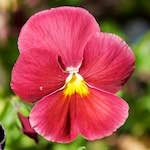 Image: Ninth image from the photoset 'escher blummen (xcii)'.