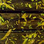 Second image of Escher Déierepark, from the photoset 'esch–sur–alzette (vii)'.