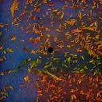 Fifth image of Escher Déierepark, from the photoset 'esch–sur–alzette (vii)'.