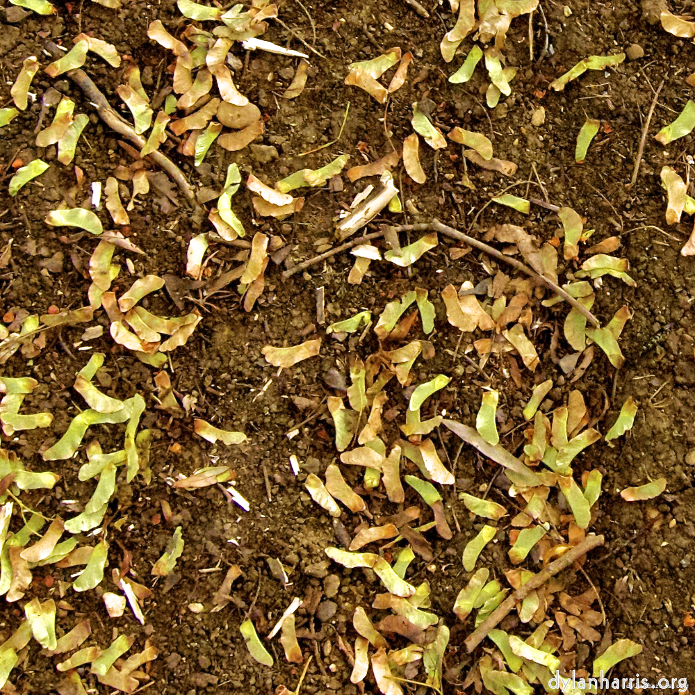 Image: Image 'rushden park 6'.