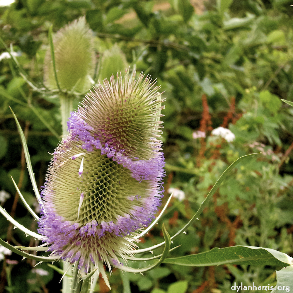 Image: Image 'rushden park 7'.