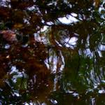 Image: Fifth image from the photoset 'rushden park'.