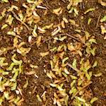 Image: Sixth image from the photoset 'rushden park'.