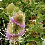 Image: Seventh image from the photoset 'rushden park'.