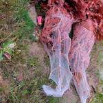 Image: Ninth image from the photoset 'rushden park'.