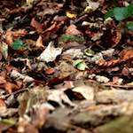 Image: First image from the photoset 'graveyard (i)'.