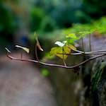 Image: Sixth image from the photoset 'graveyard (i)'.