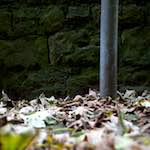 Image: Fourth image from the photoset 'graveyard (ii)'.