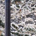 Image: Sixth image from the photoset 'graveyard (ii)'.