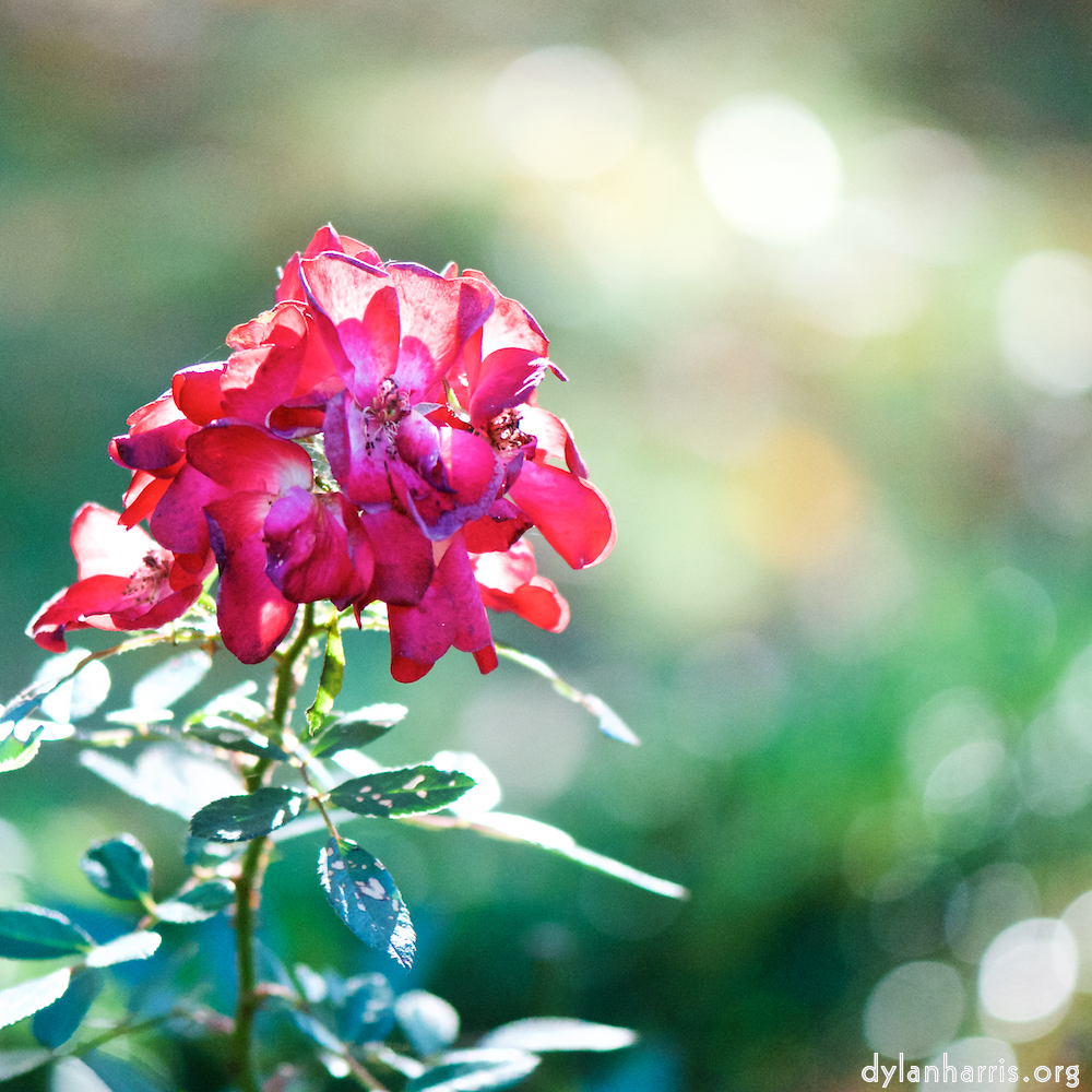 image: This is ‘
escher blummen (cxvii) 1
’.