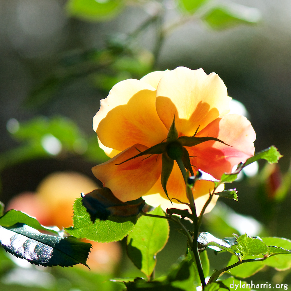 image: This is ‘
escher blummen (cxvii) 2
’.