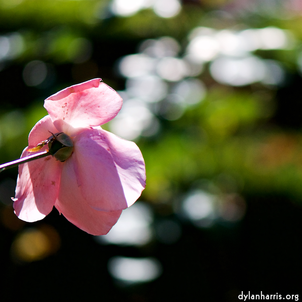 image: This is ‘
escher blummen (cxvii) 4
’.