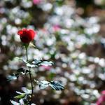 Image: a sun–soaked rose