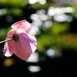 Image: Fourth image from the photoset 'escher blummen (cxvii)'.