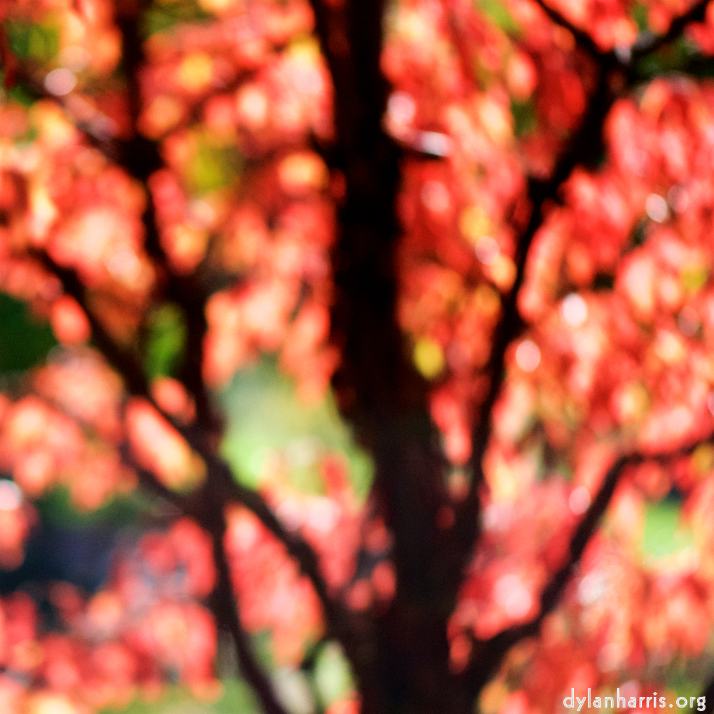 Image: Image 'parc (xxxiii) 2'.