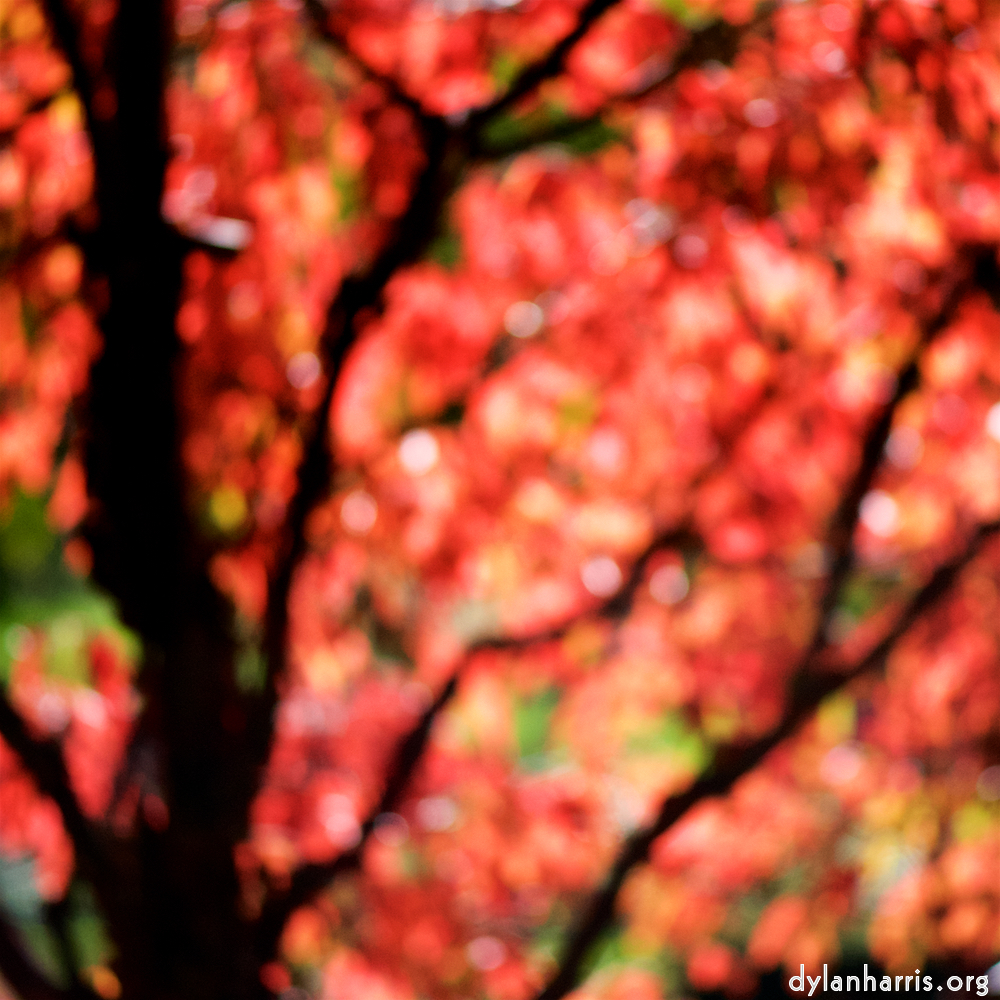 Image: Image 'parc (xxxiii) 5'.