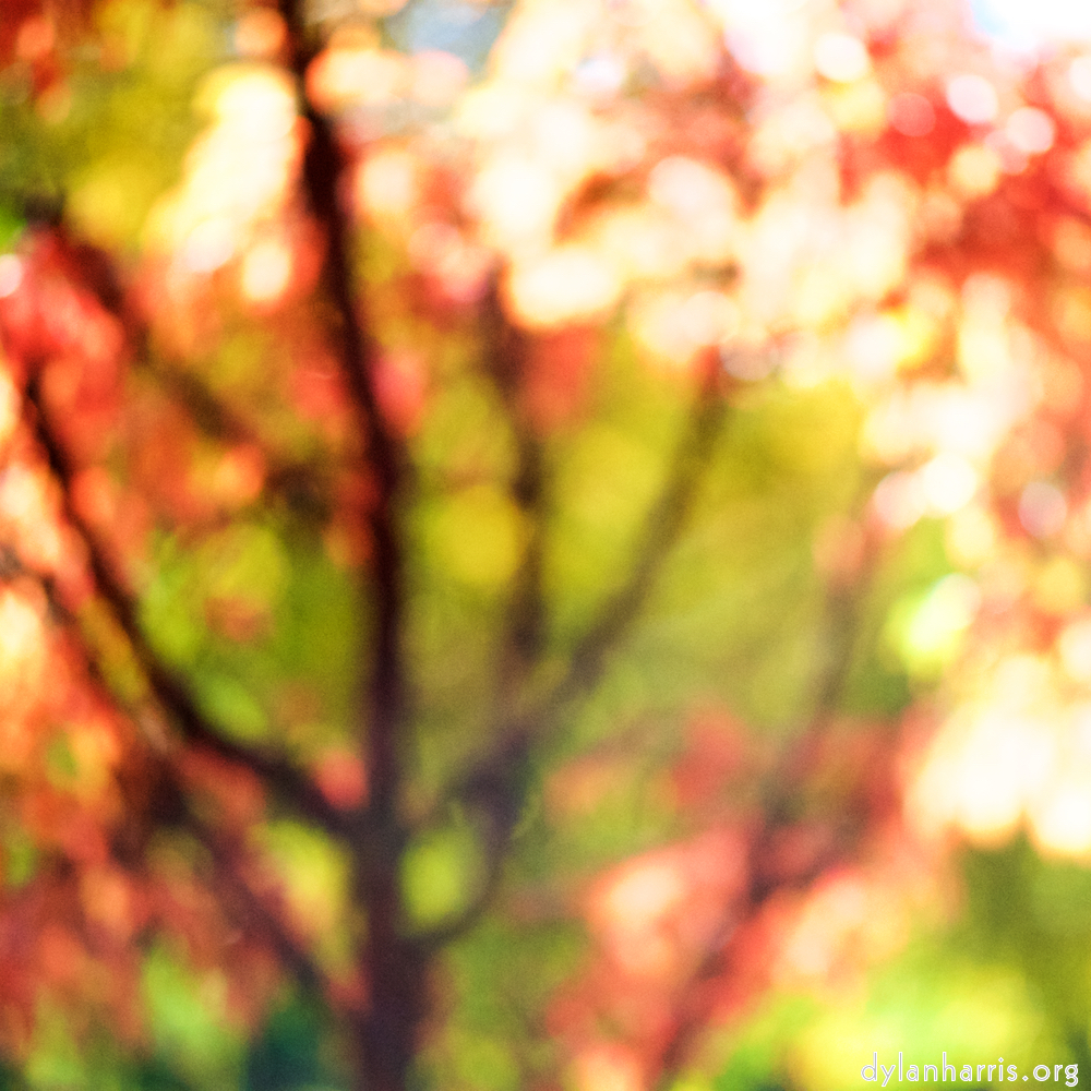 Image: Image 'parc (xxxiii) 6'.