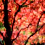 Image: Fifth image from the photoset 'parc (xxxiii)'.