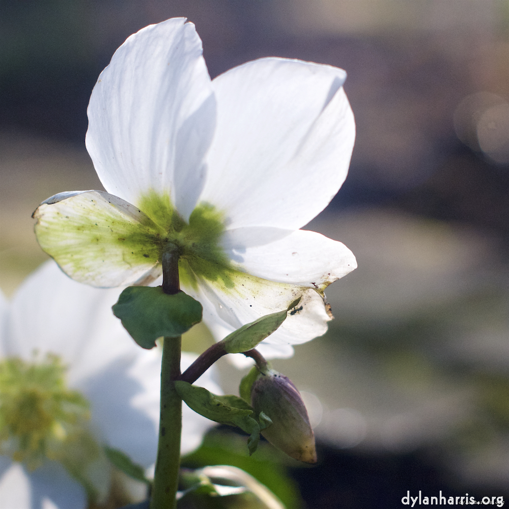 Image: Image 'L (x) 8'.