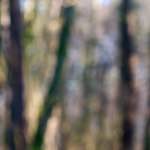 Image: Third image from the photoset 'L (x)'.