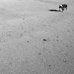 Eleventh image from the photoset 'alnmouth (i) (RIP)'.