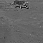 Sixth image from the photoset 'alnmouth (i) (RIP)'.