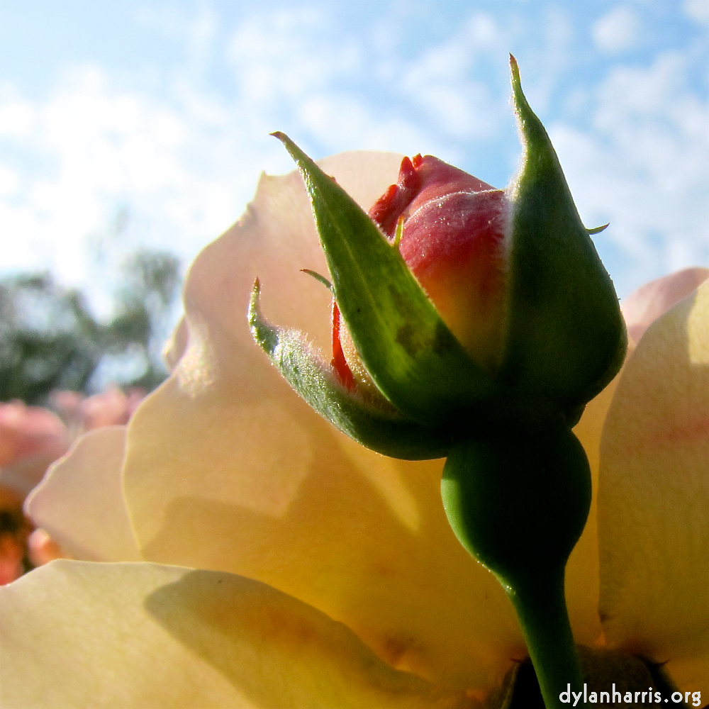 image: This is ‘
escher blummen (cxi) 1
’.