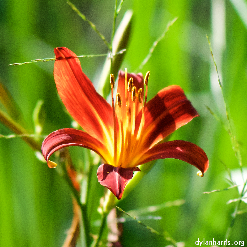 image: This is ‘
escher blummen (cxi) 2
’.