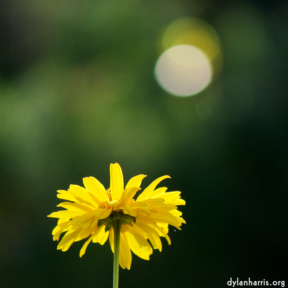 image: This is ‘
escher blummen (cxi) 5
’.