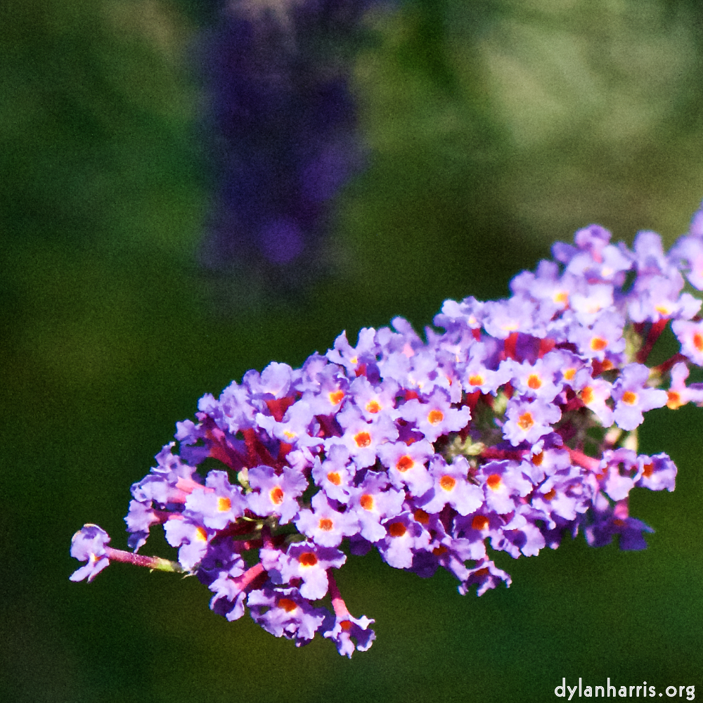 image: This is ‘
escher blummen (cxi) 6
’.