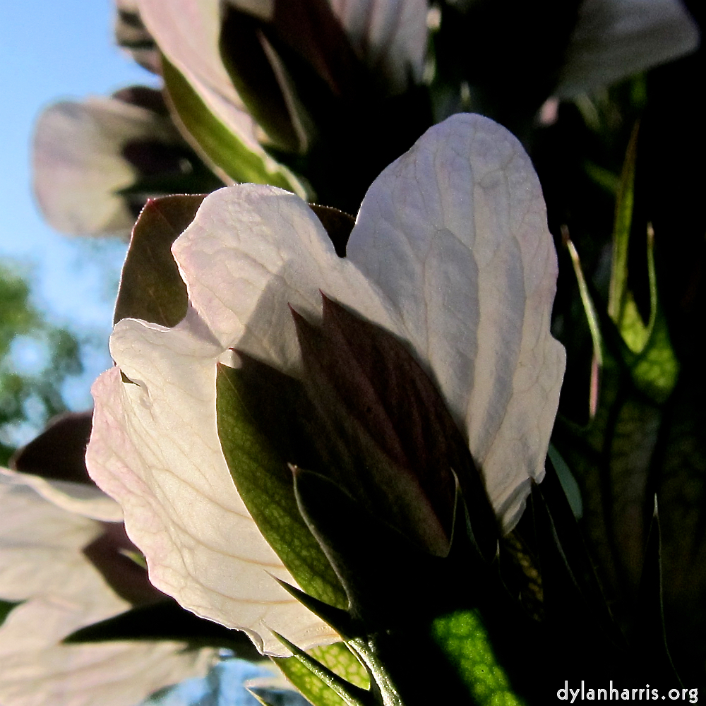 image: This is ‘
escher blummen (cxi) 7
’.