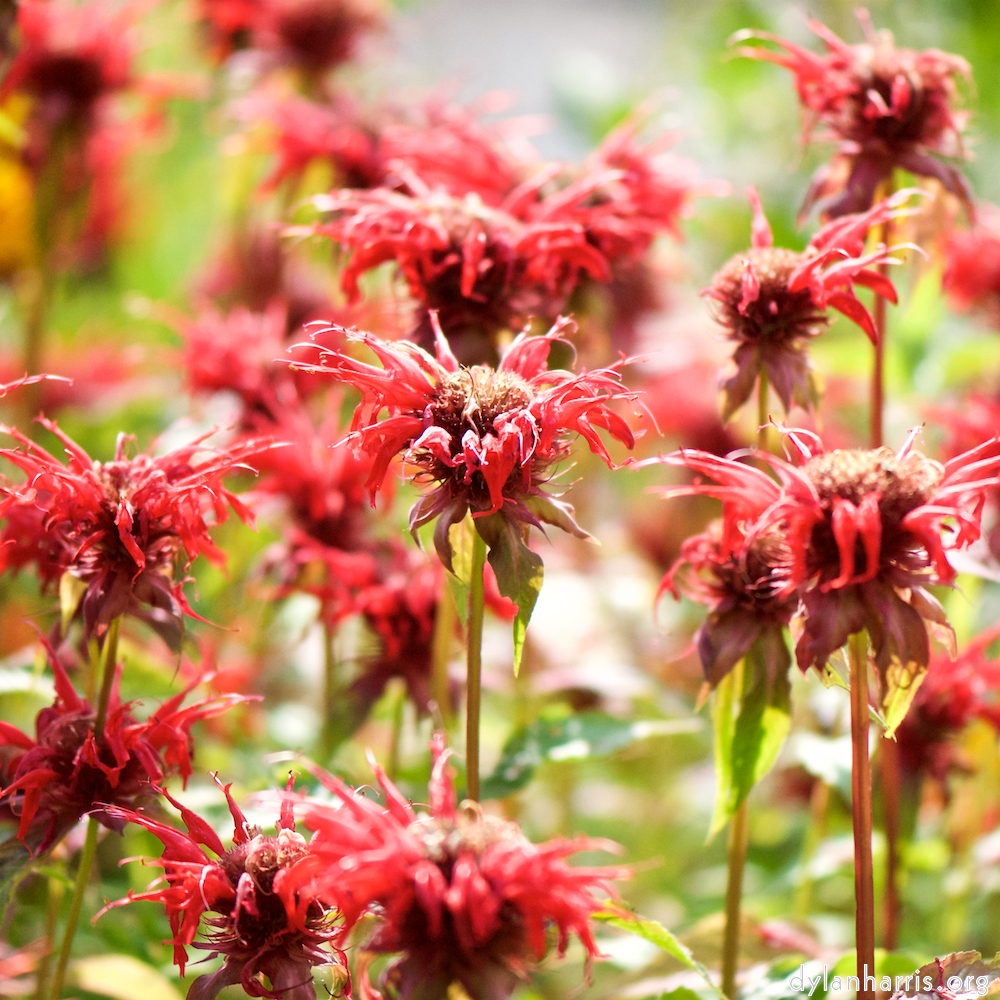 image: This is ‘
escher blummen (cxi) 8
’.