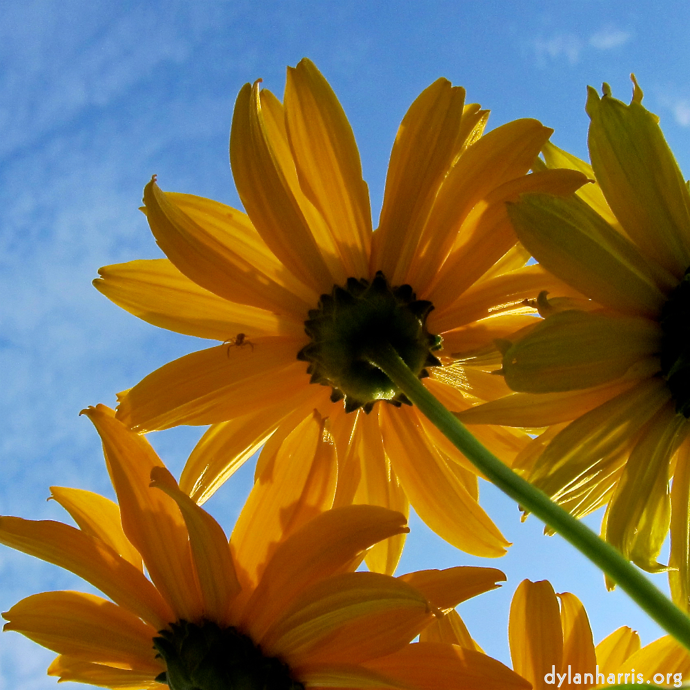 image: This is ‘
escher blummen (cxi) 9
’.