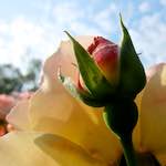 image: Image from the photoset ‘
escher blummen (cxi)
’.