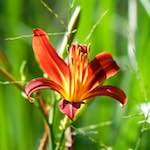 image: Image from the photoset ‘
escher blummen (cxi)
’.