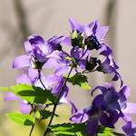 image: Image from the photoset ‘
escher blummen (cxi)
’.