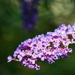 image: Image from the photoset ‘
escher blummen (cxi)
’.