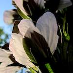 image: Image from the photoset ‘
escher blummen (cxi)
’.