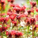 image: Image from the photoset ‘
escher blummen (cxi)
’.