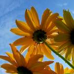 image: Image from the photoset ‘
escher blummen (cxi)
’.