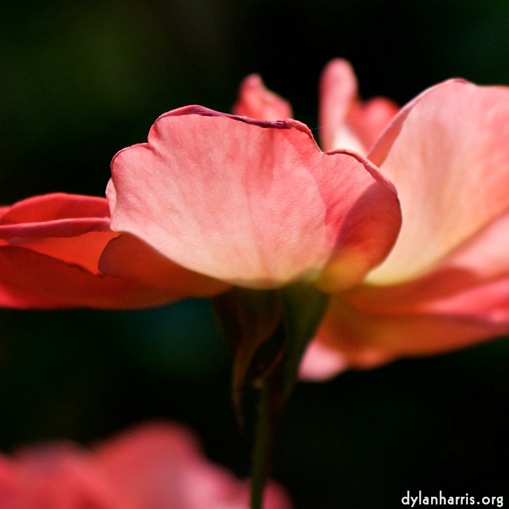 Image: Image 'escher blummen (cxii) 2'.