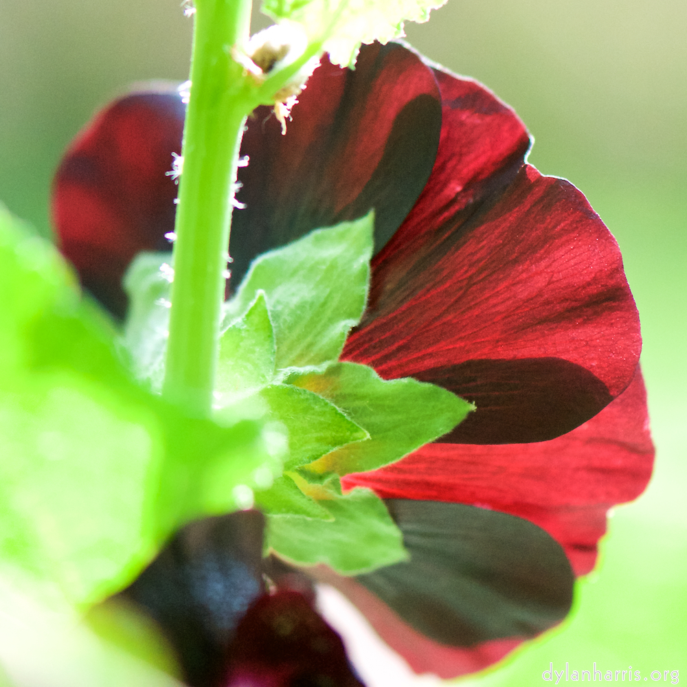 image: This is ‘
escher blummen (cxii) 4
’.