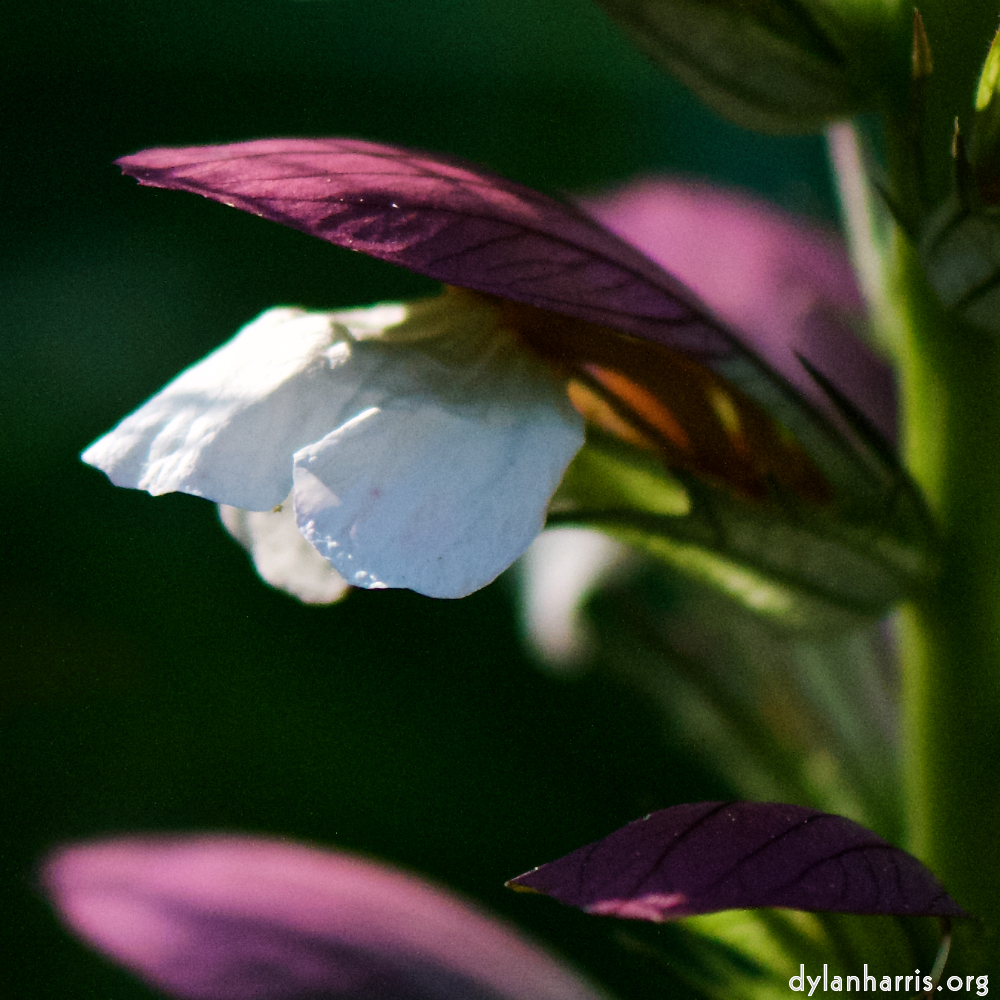 image: This is ‘
escher blummen (cxii) 6
’.